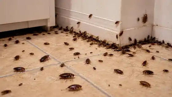 Infestação de baratas em ambiente interno — controle de baratas Saniway