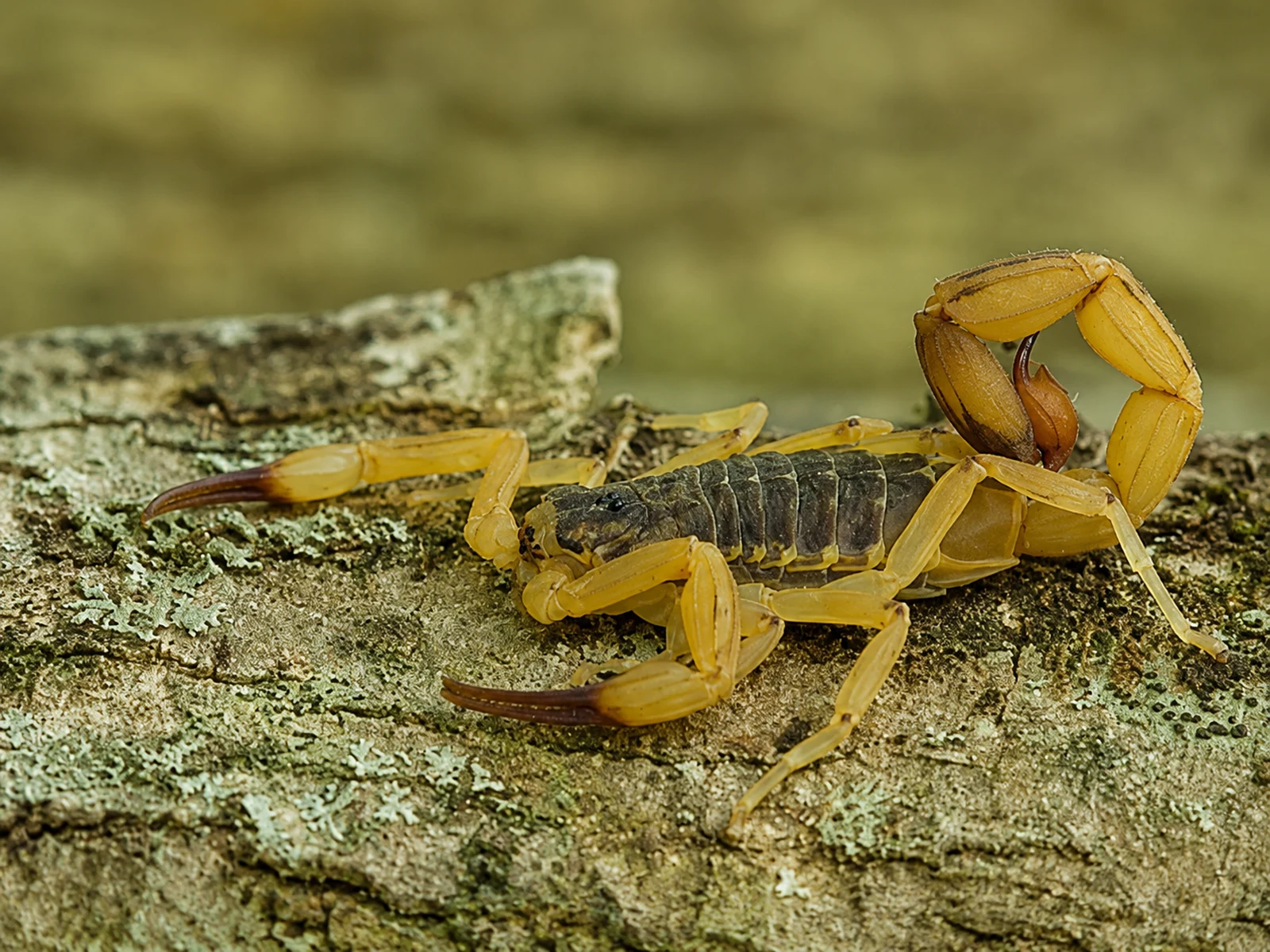 Escorpião-amarelo (Tityus serrulatus), espécie de importância em saúde pública no Brasil