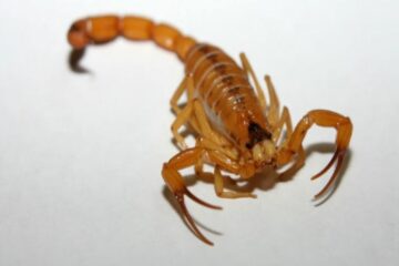 Dedetização escorpião, aranhas e carrapatos - Controle de Aracnídeos